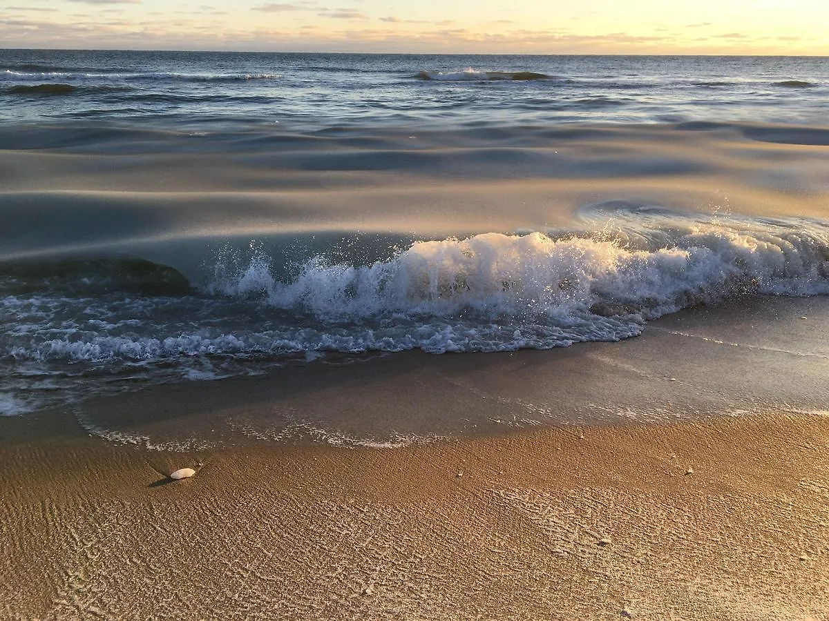 Sea Lion Nantucket
